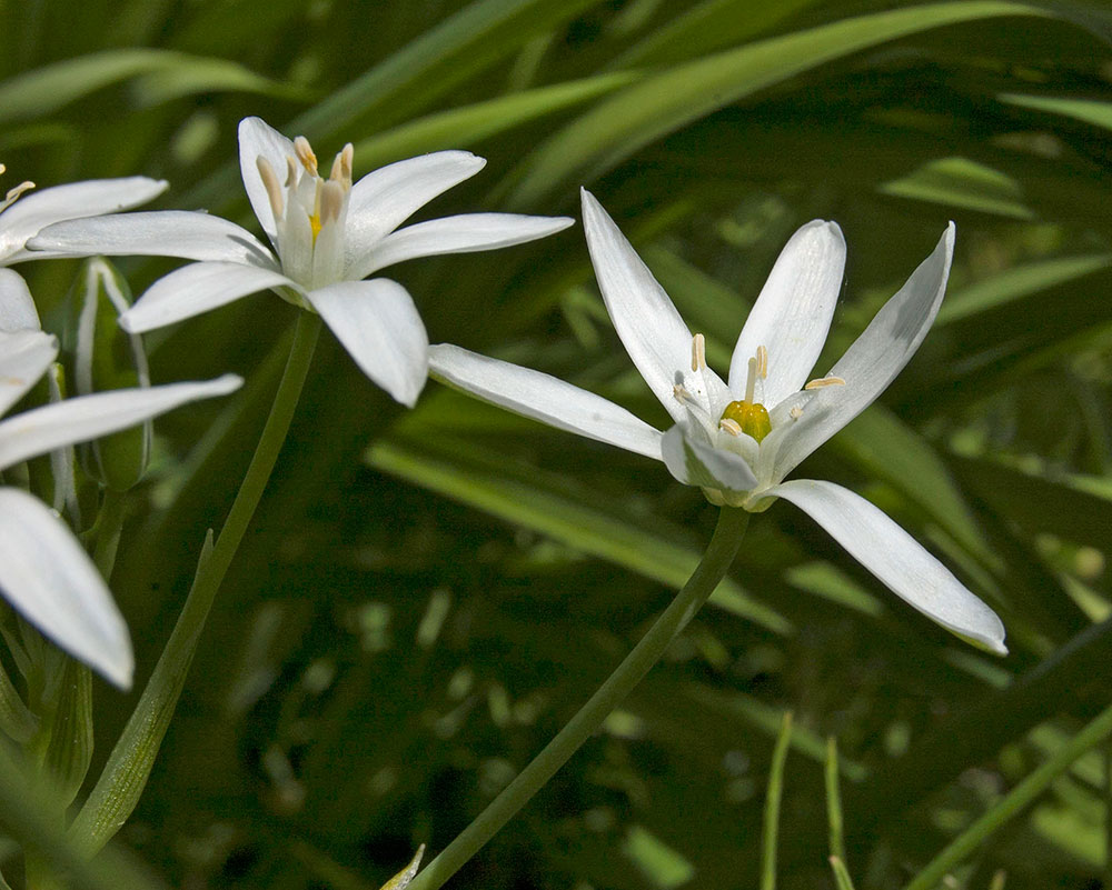 Image of Ornithogalum umbellatum specimen.