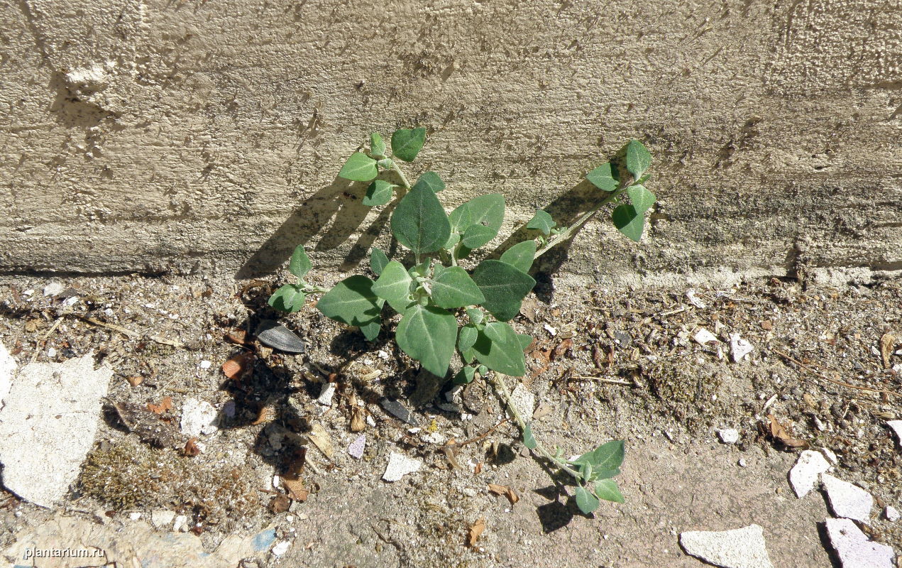 Image of Chenopodium vulvaria specimen.