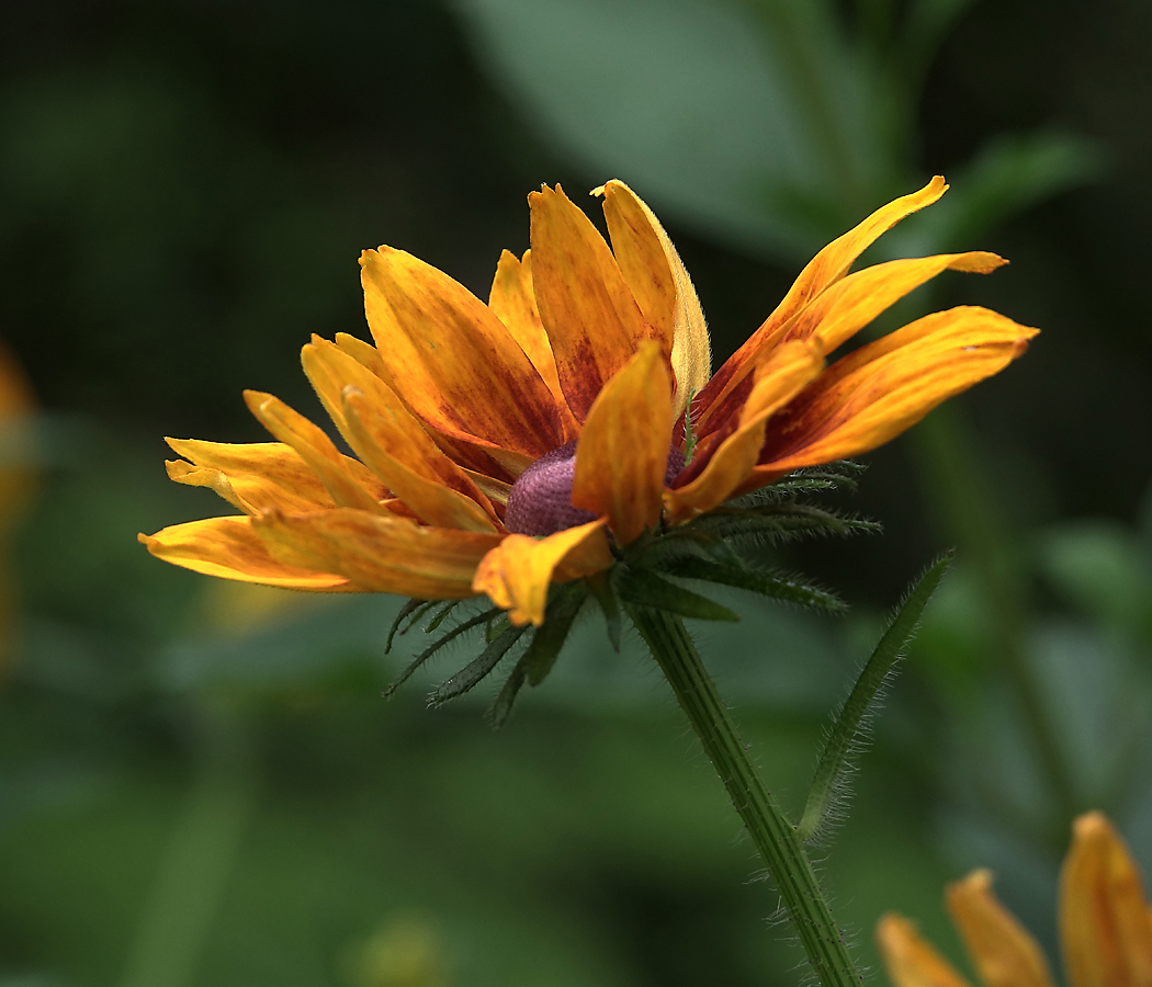 Изображение особи Rudbeckia bicolor.