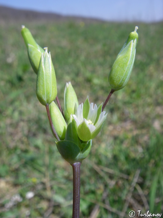 Image of Cerastium perfoliatum specimen.