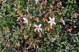 Pelargonium crithmifolium