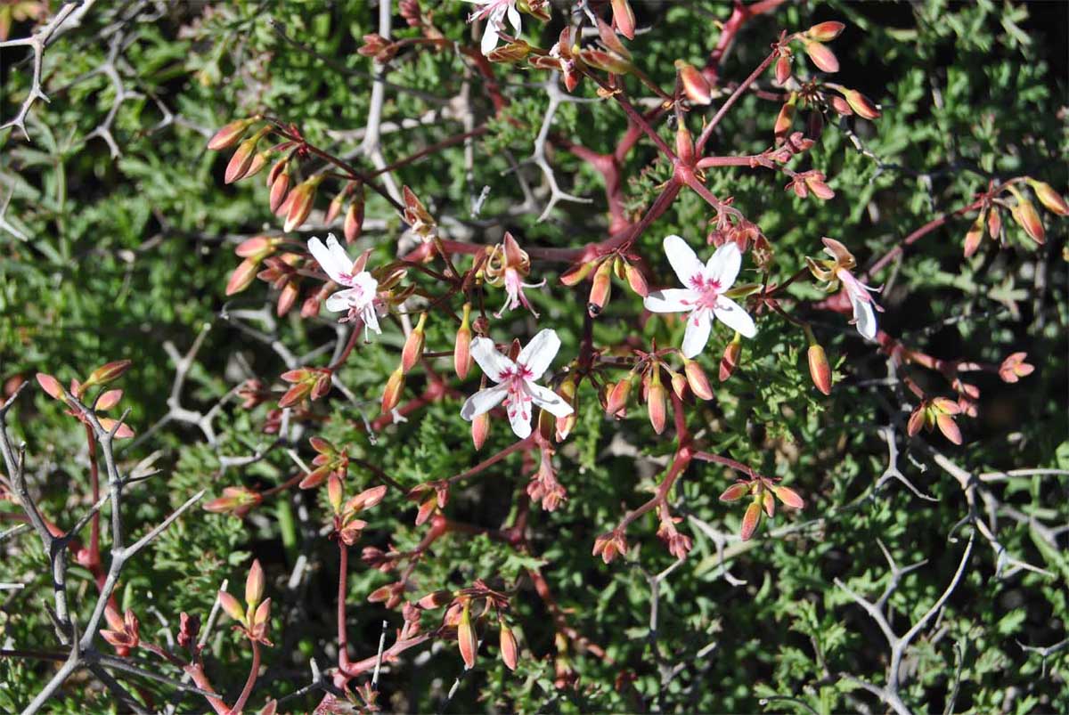 Image of Pelargonium crithmifolium specimen.