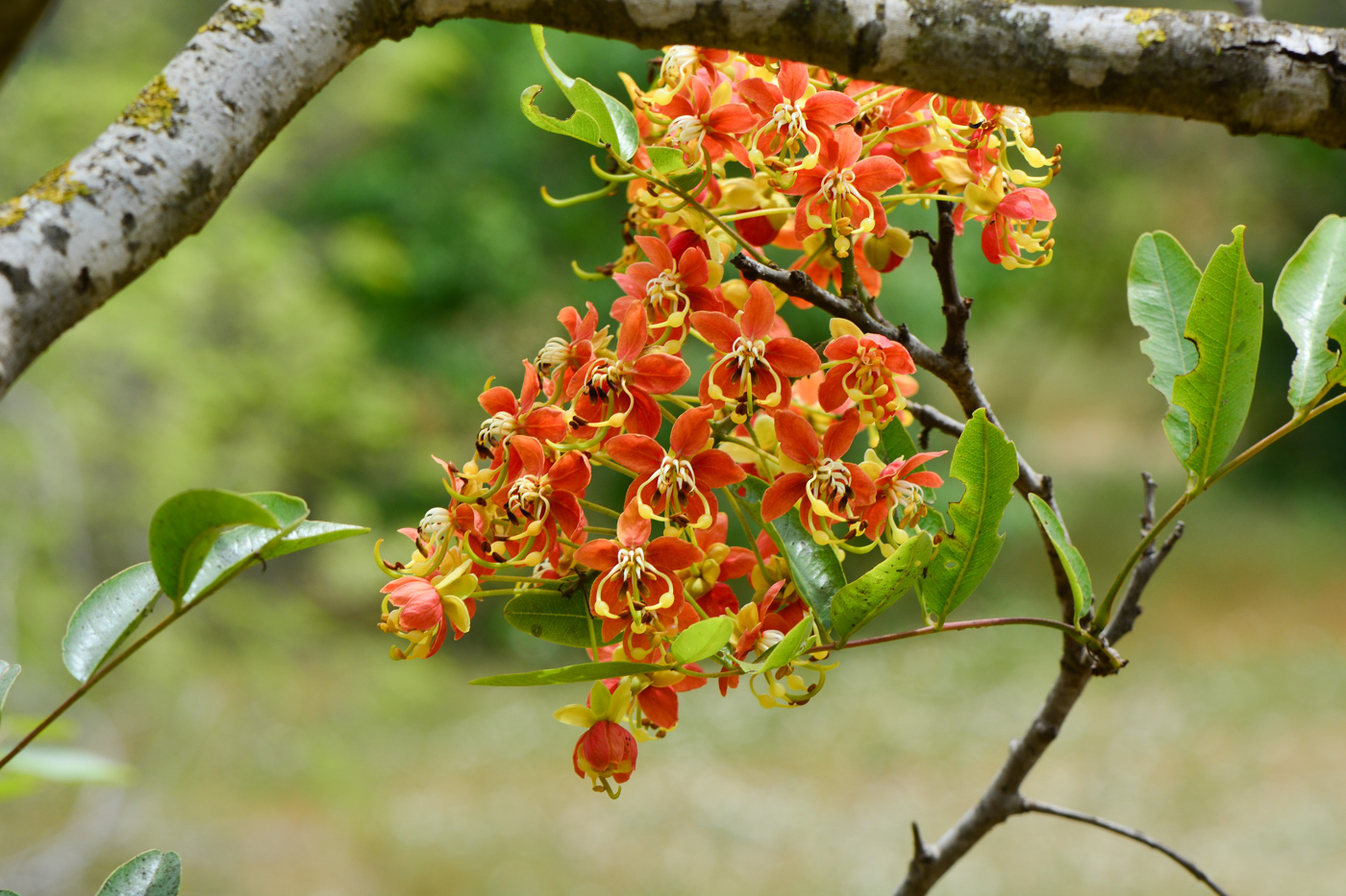 Image of Cassia brewsteri specimen.