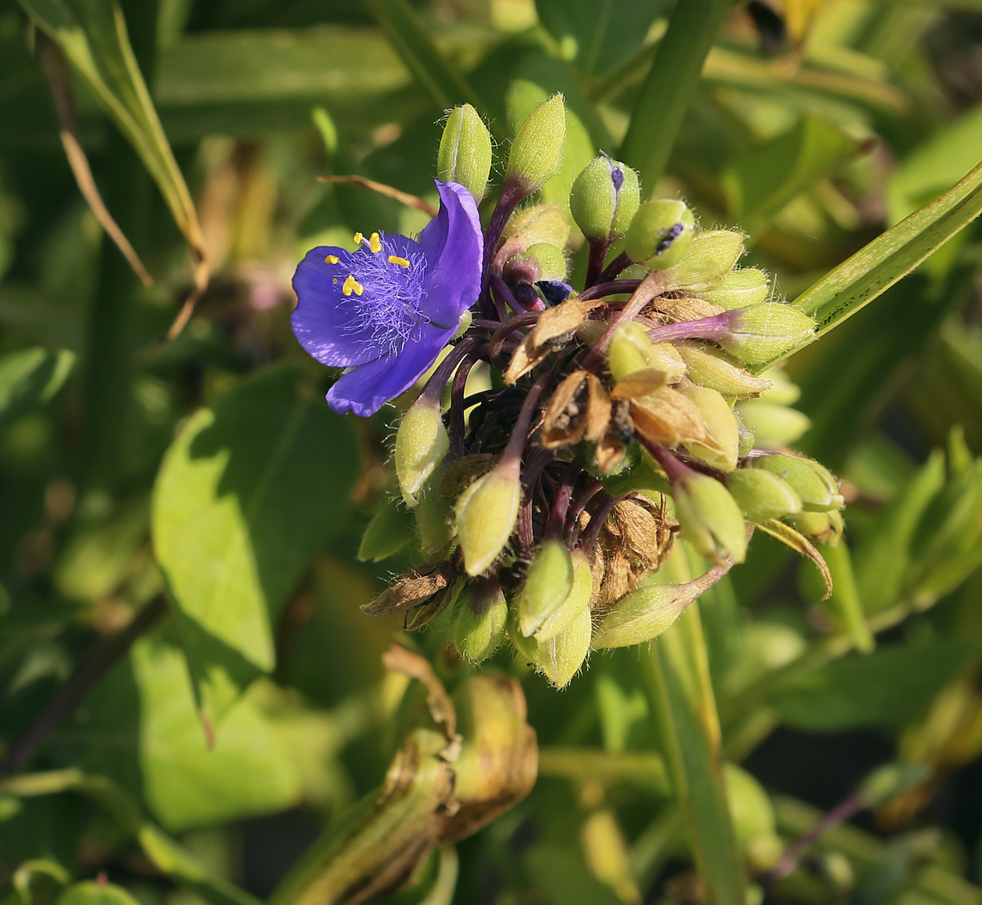 Image of Tradescantia virginiana specimen.