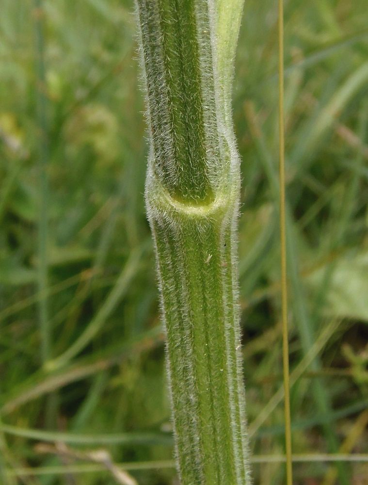 Image of Pastinaca clausii specimen.