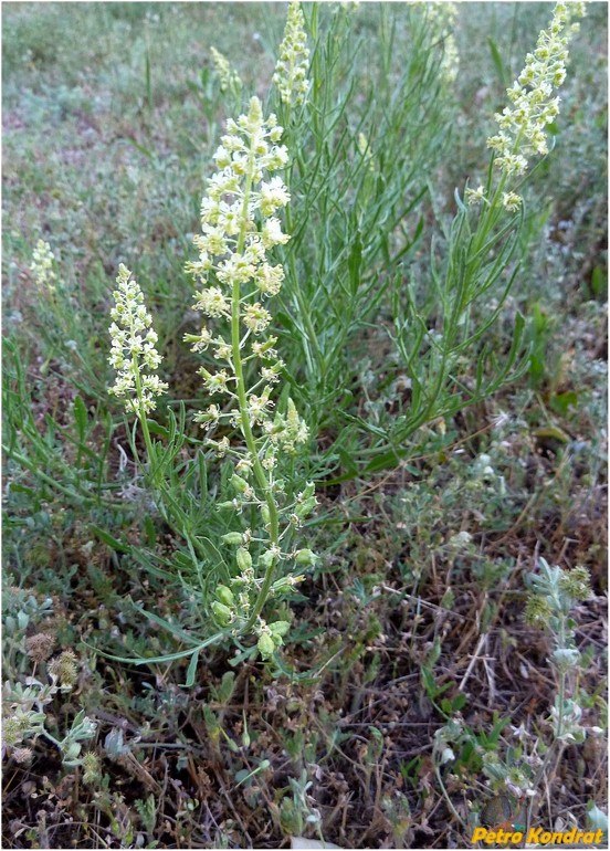 Image of Reseda lutea specimen.