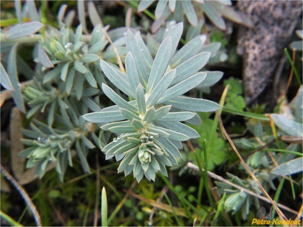 Изображение особи Euphorbia seguieriana.