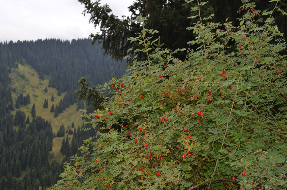 Image of Rosa alberti specimen.