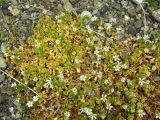 Stellaria humifusa