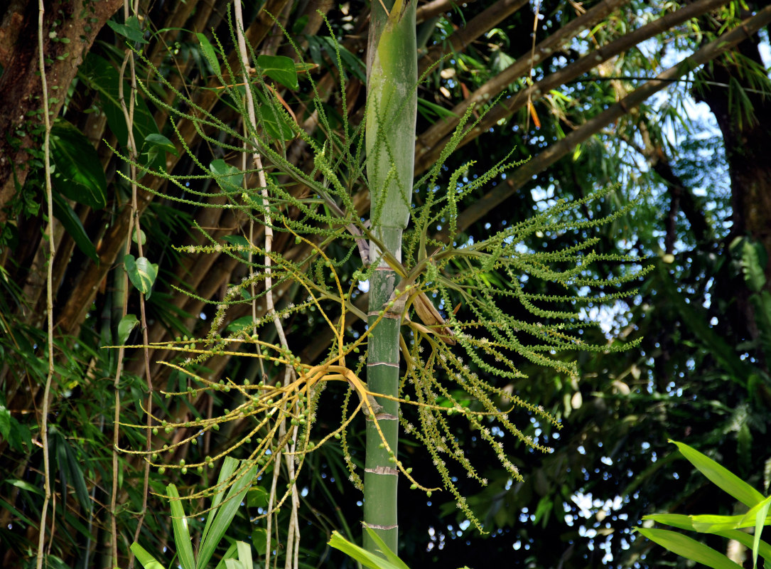 Изображение особи Ptychosperma elegans.