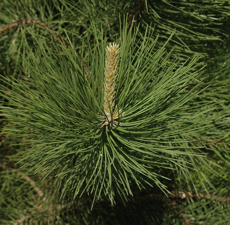 Image of genus Pinus specimen.