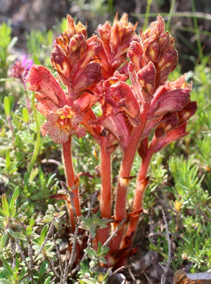 Изображение особи Orobanche alba ssp. xanthostigma.