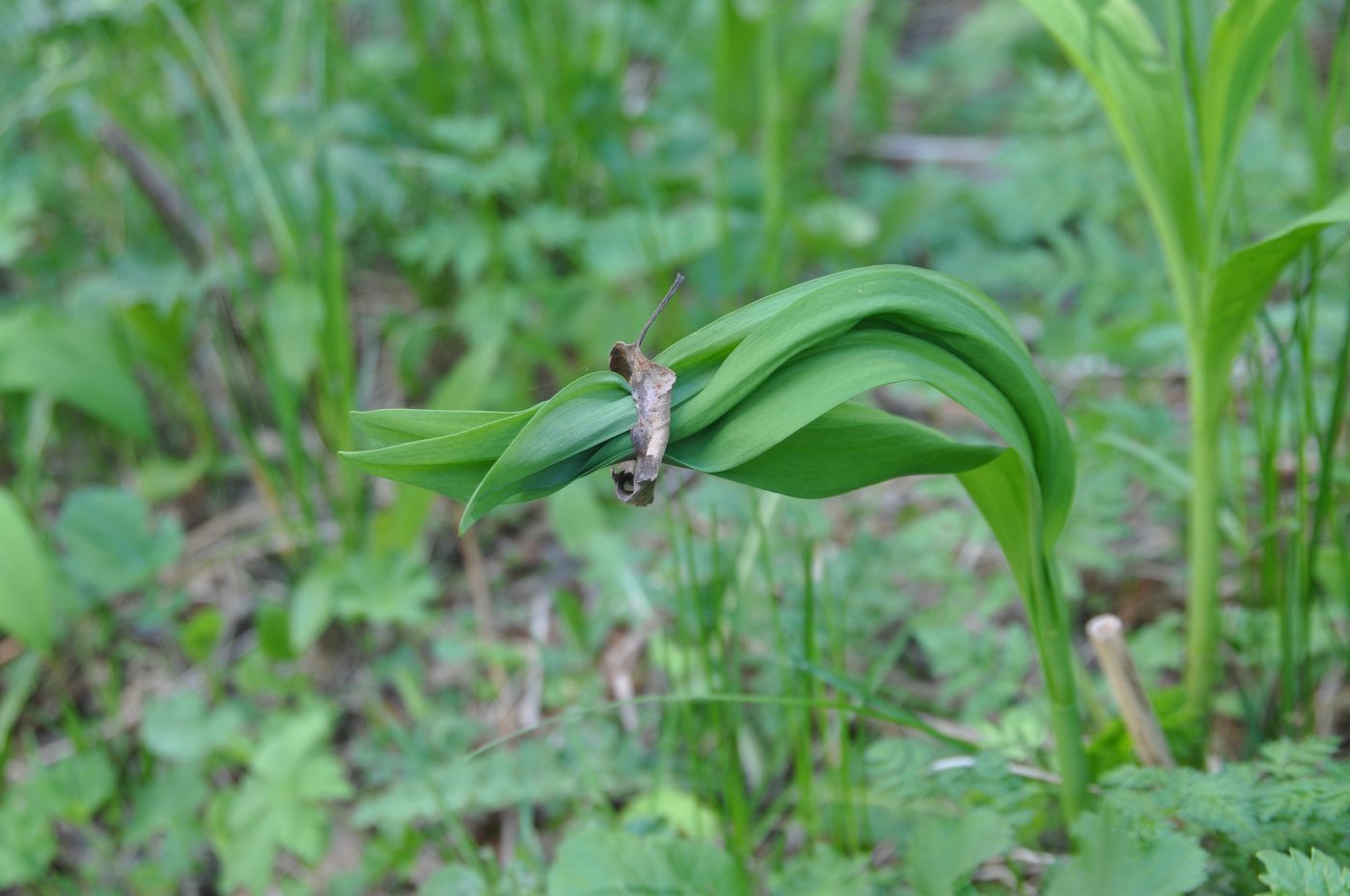 Image of Allium victorialis specimen.