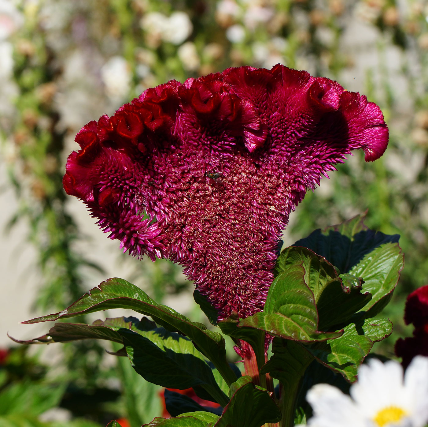 Image of Celosia cristata specimen.