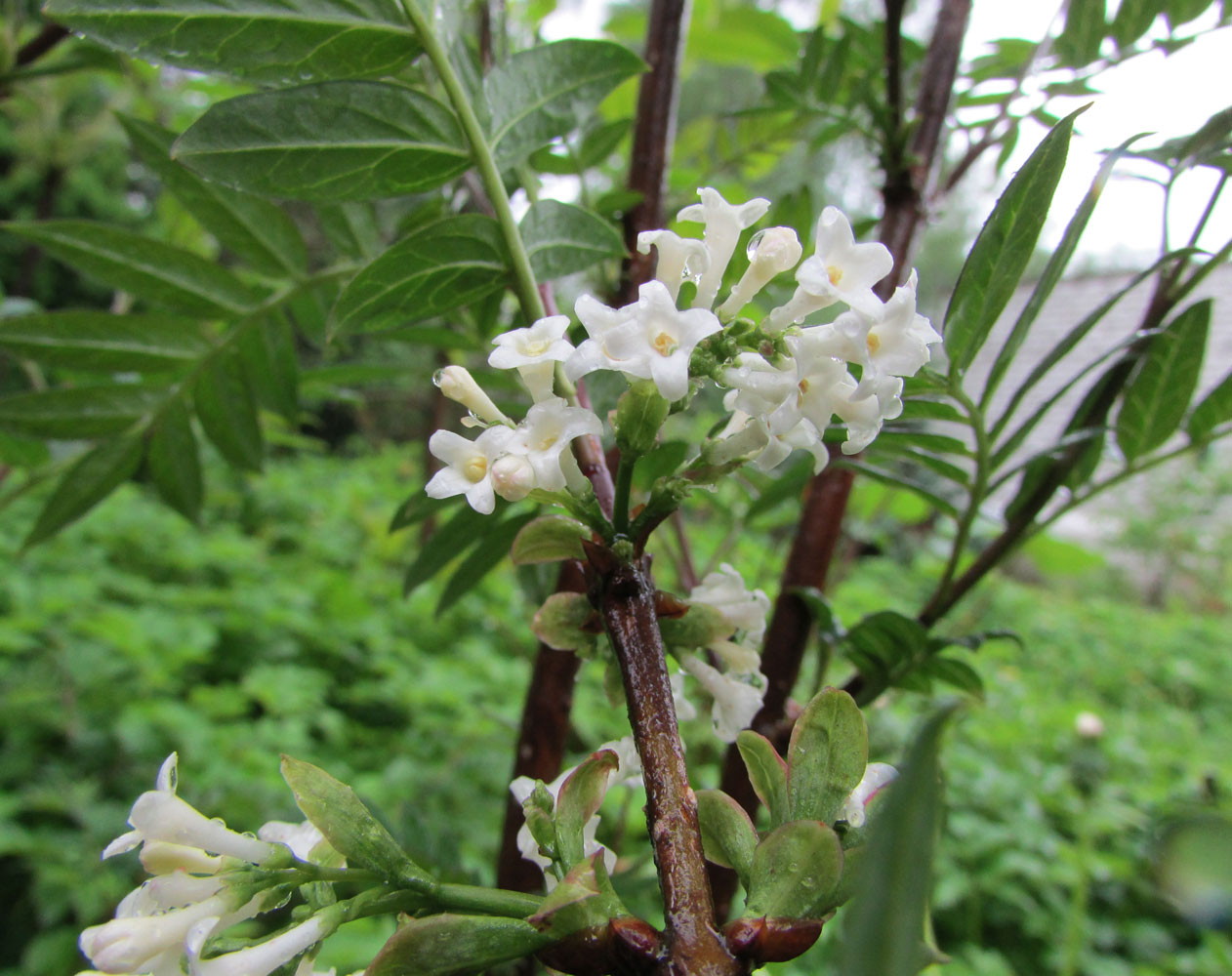 Image of Syringa pinnatifolia specimen.