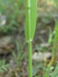 семейство Poaceae. Часть побега с основанием листа (растение в пыли). Дагестан, окр. г. Дербент, опушка леса. 08.05.2018.