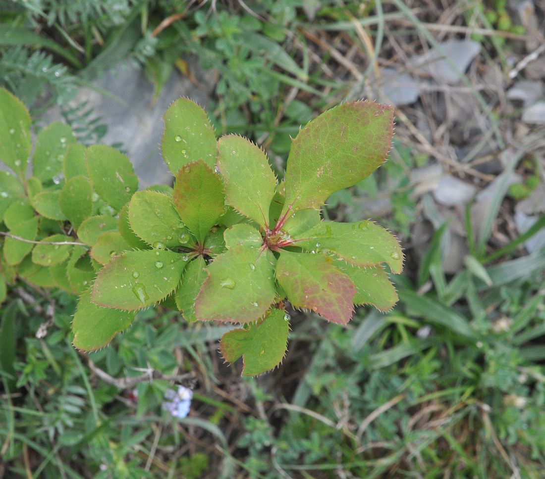 Image of Berberis vulgaris specimen.