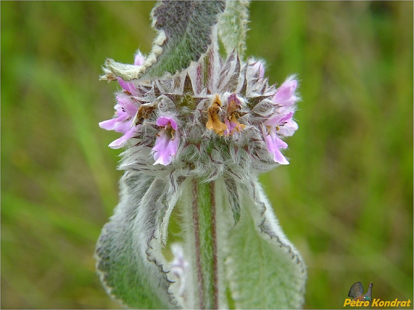 Image of Stachys germanica specimen.