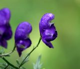 Aconitum &times; stoerkianum