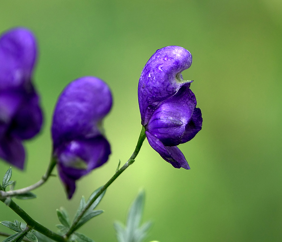 Image of Aconitum &times; stoerkianum specimen.