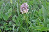 Dactylorhiza romana subspecies georgica. Цветущее растение. Грузия, Боржоми-Харагаульский национальный парк, маршрут №1; гора Ломис-Мта, ≈ 2050 м н.у.м., предвершинный пастбищный луг. 25.05.2018.