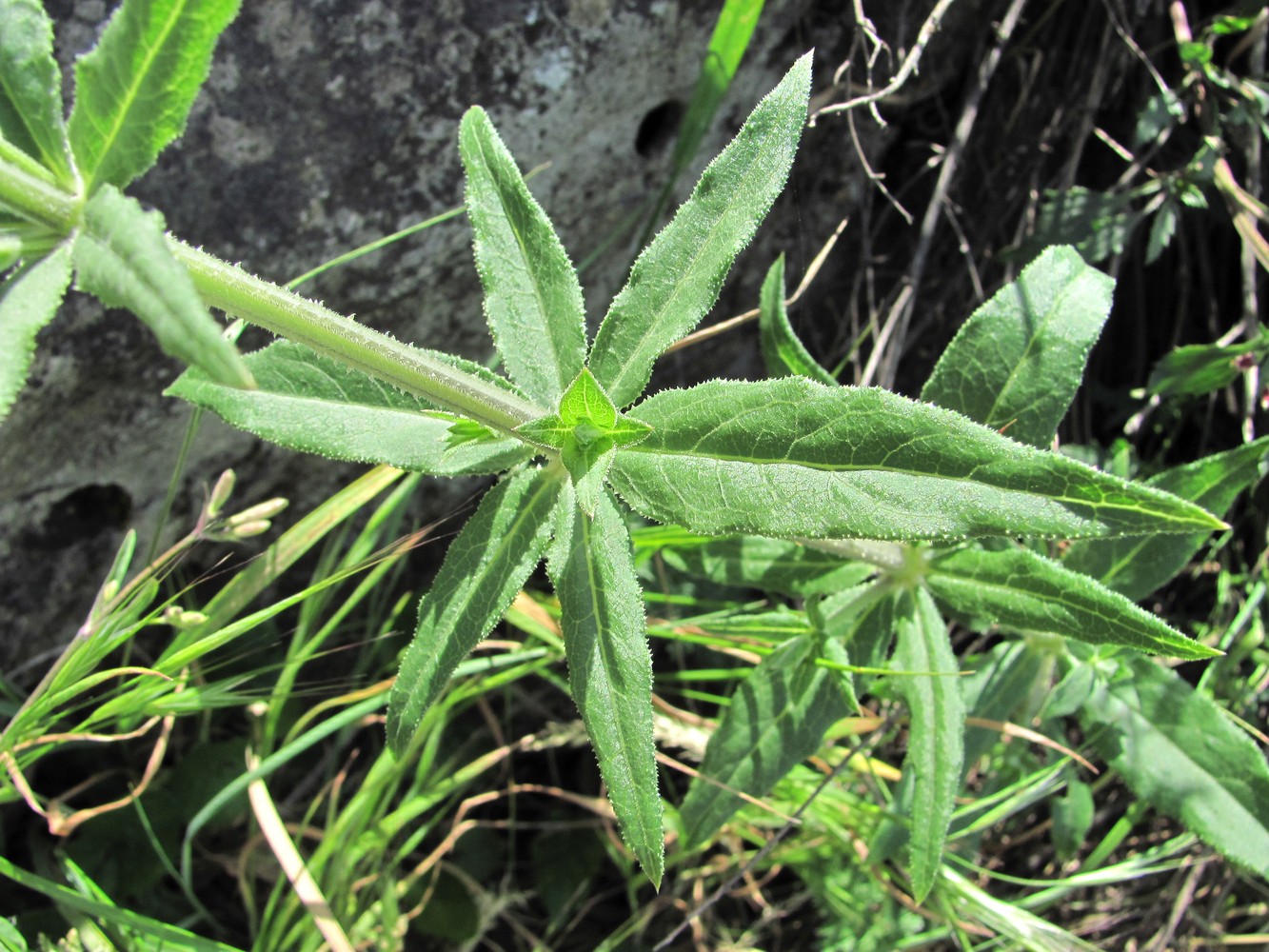 Image of Rubia tinctorum specimen.