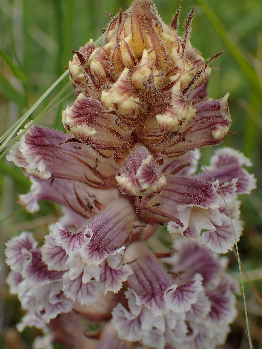 Image of Orobanche crenata specimen.