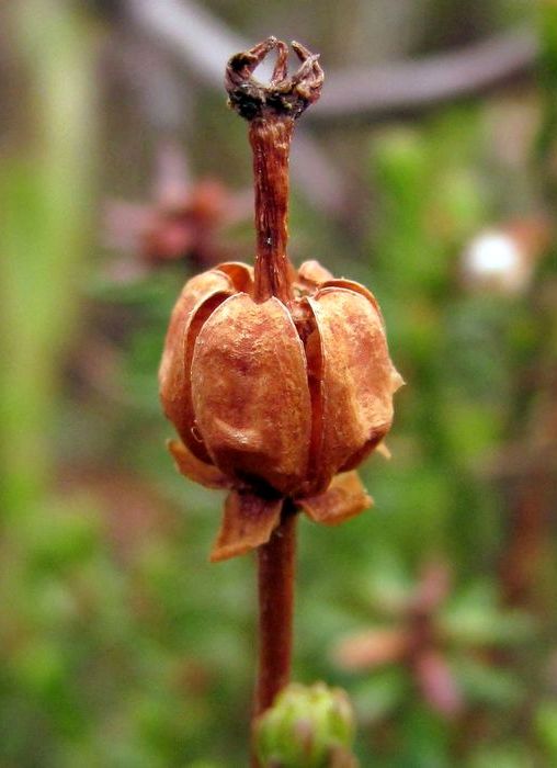 Image of Moneses uniflora specimen.