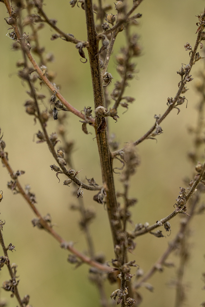 Image of Verbascum pyramidatum specimen.