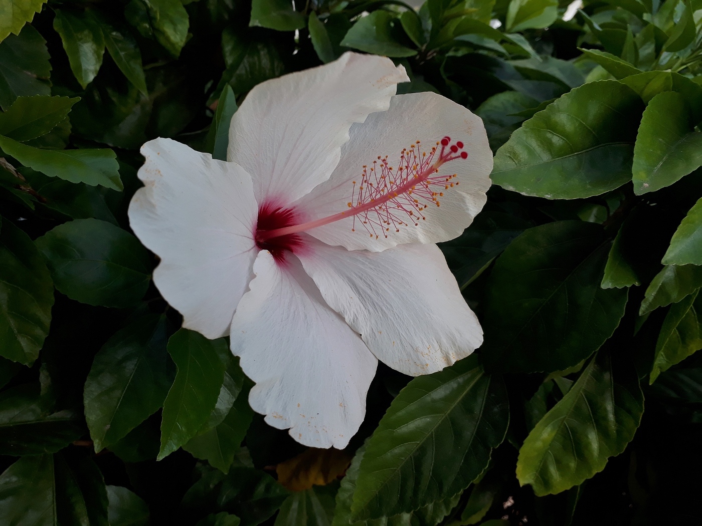 Image of Hibiscus rosa-sinensis specimen.