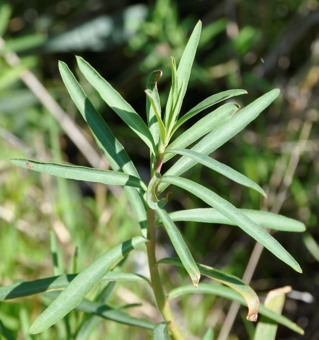 Image of Euphorbia terracina specimen.