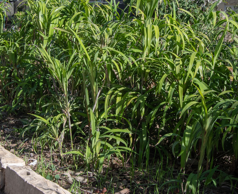 Image of Dianella caerulea specimen.