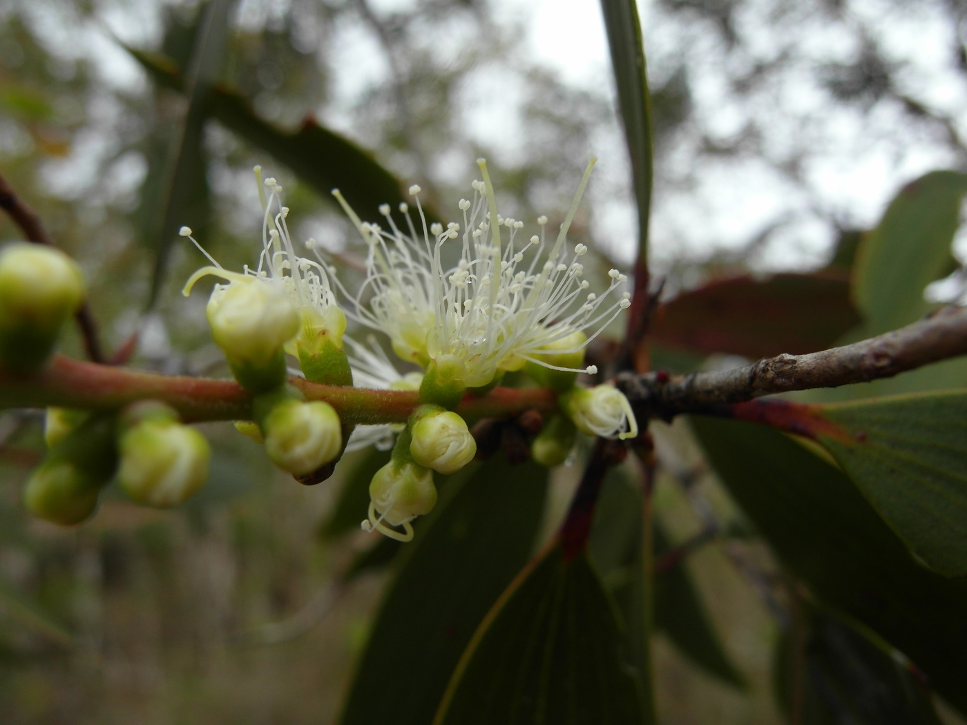 Изображение особи Melaleuca leucadendra.