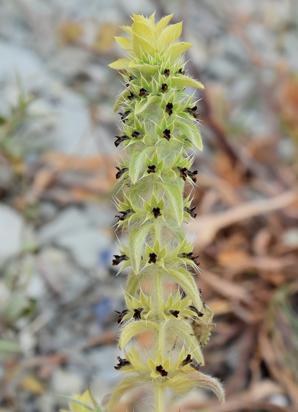 Image of Sideritis montana specimen.