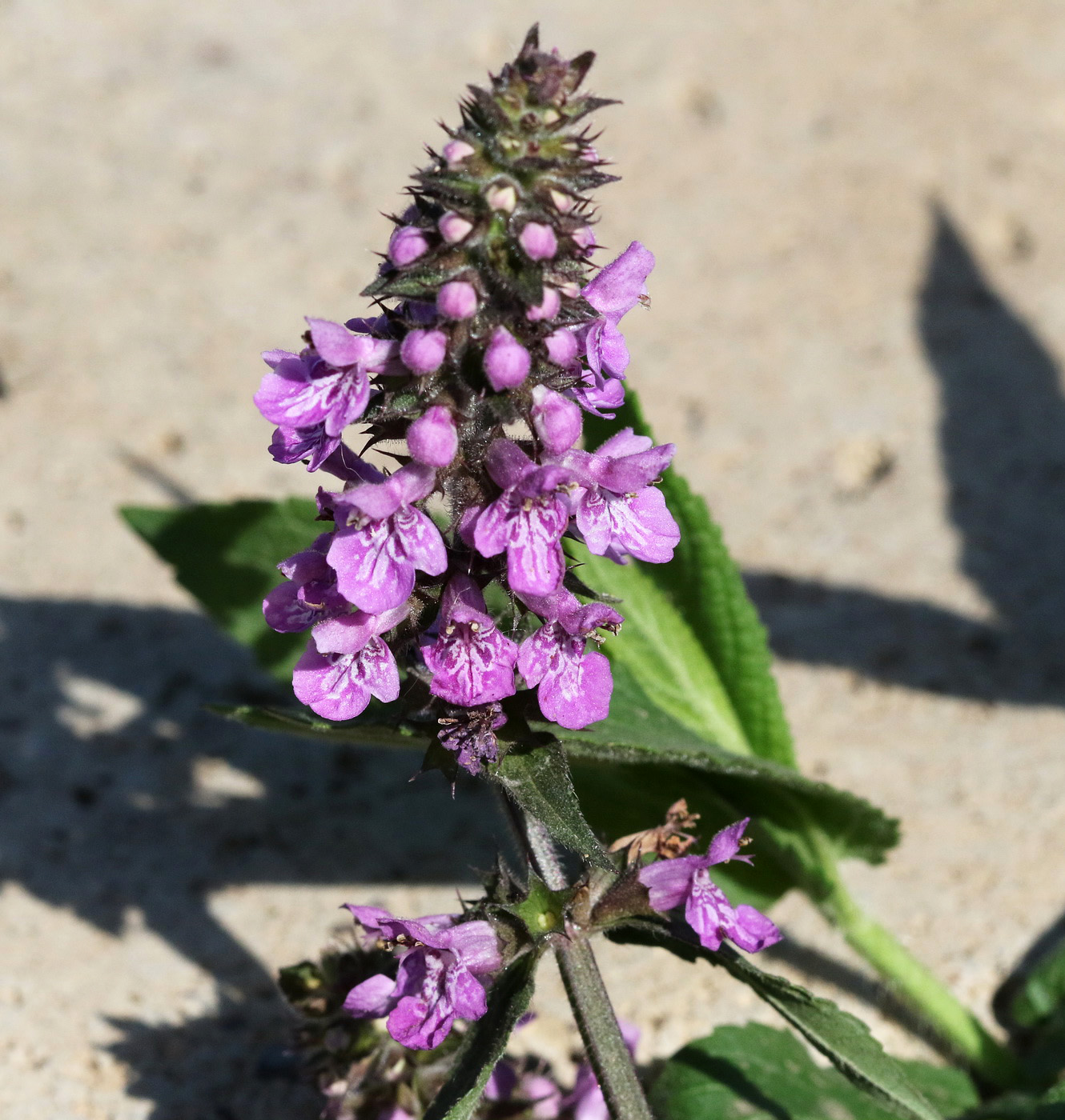 Image of Stachys palustris specimen.