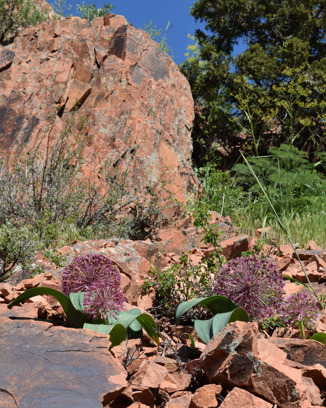 Image of Allium karataviense ssp. henrikii specimen.