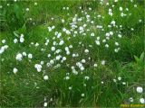 Eriophorum vaginatum. Плодоносящие растения. Украина, Ивано-Франковская обл., Украинские Карпаты, хребет Черногора, 1700 м н.у.м., берег оз. Неистовое, субальпийский луг. 27 июня 2019 г.