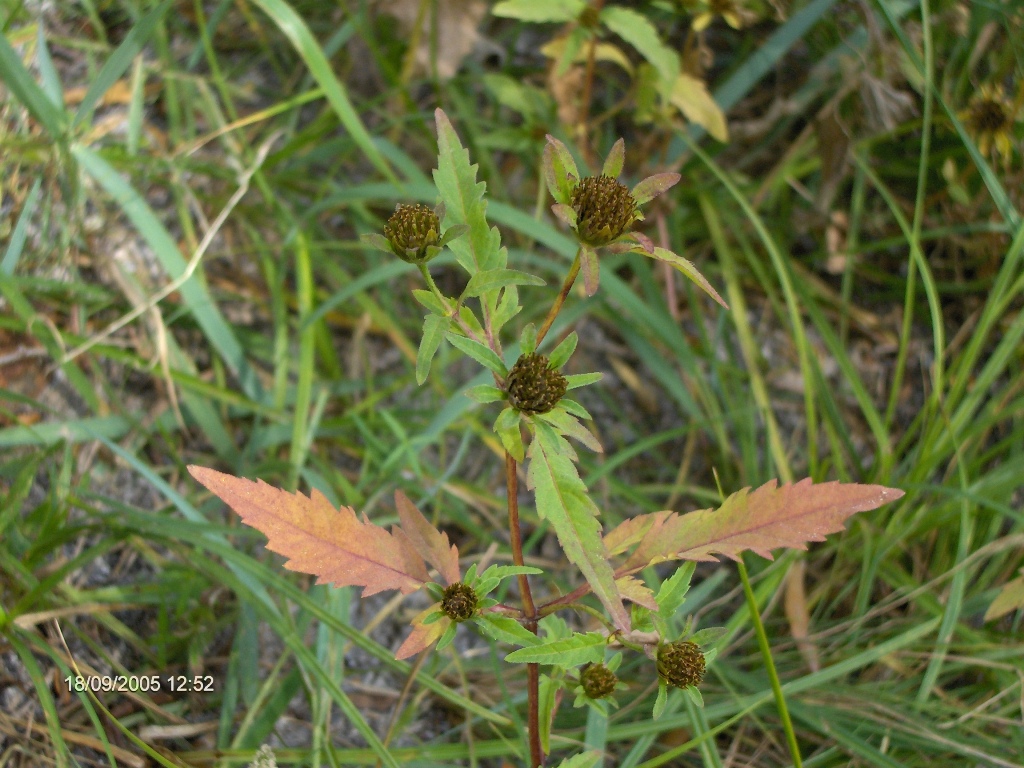 Image of Bidens &times; polakii specimen.