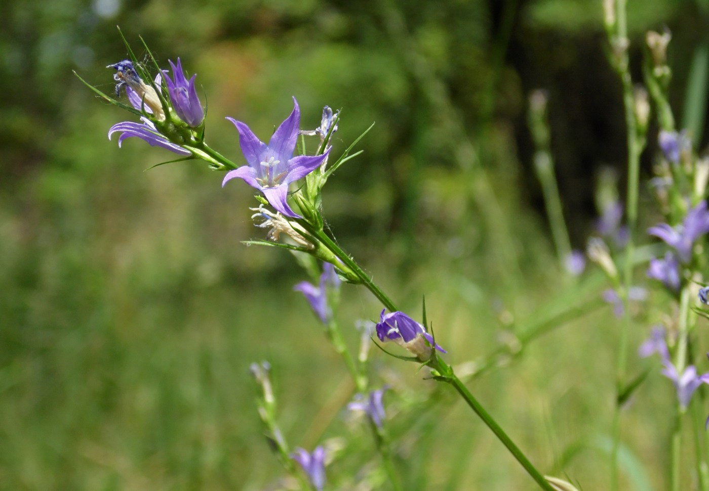 Image of Campanula lambertiana specimen.