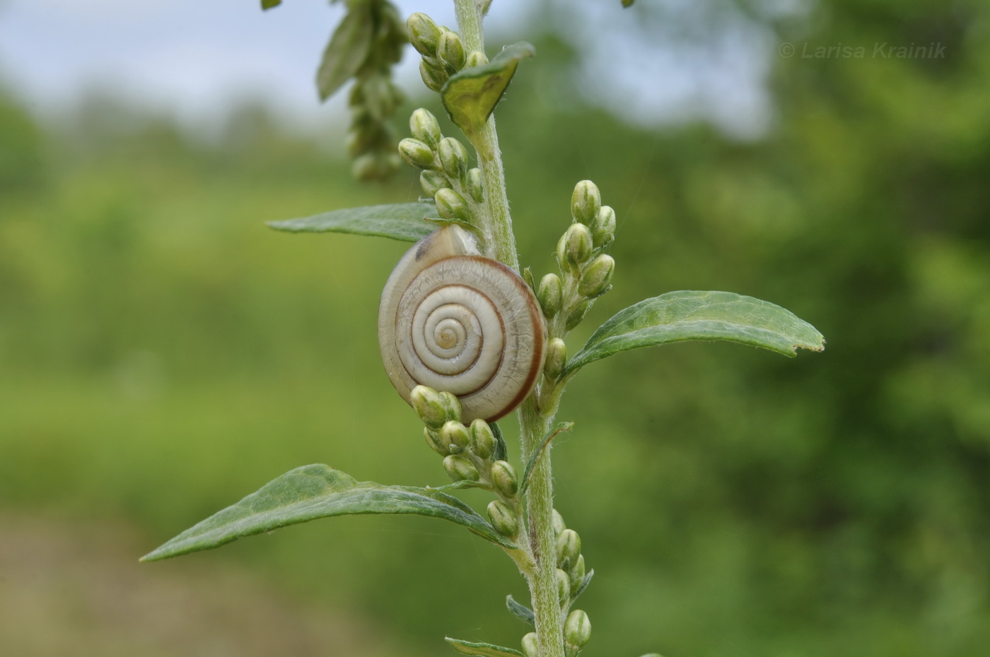 Изображение особи Artemisia integrifolia.