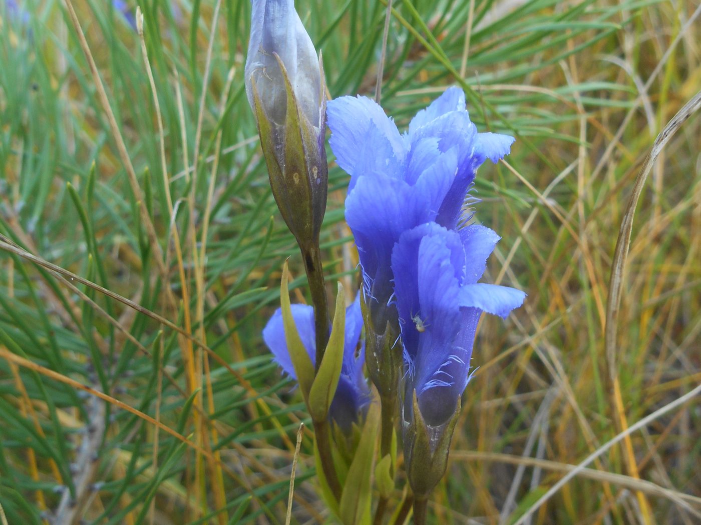 Image of Gentianopsis doluchanovii specimen.