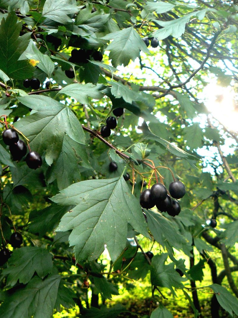 Image of Crataegus almaatensis specimen.