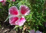 Clarkia amoena. Верхушка побега с цветком и бутоном. Израиль, г. Тель-Авив. 14.02.2018.