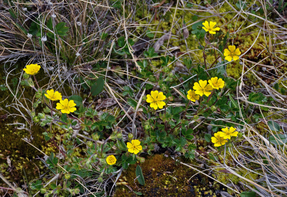 Image of Potentilla gelida ssp. boreo-asiatica specimen.