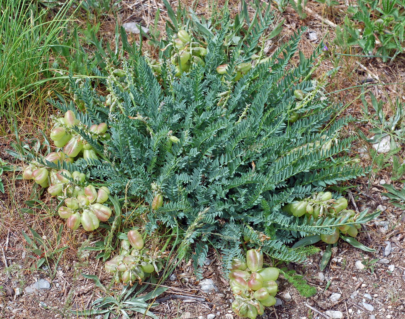 Image of Astragalus skorniakowii specimen.