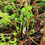 Lunathyrium pycnosorum