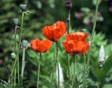 Papaver setiferum