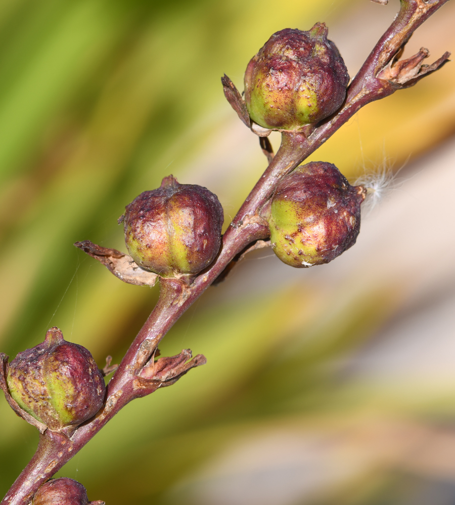 Image of Chasmanthe floribunda specimen.