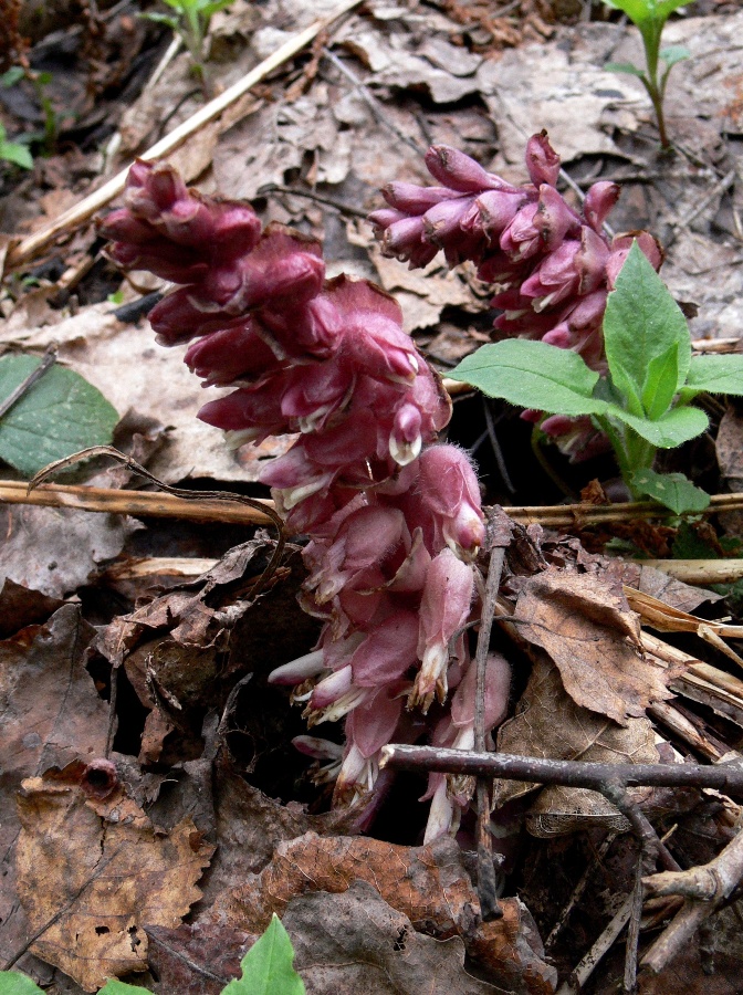 Image of Lathraea squamaria specimen.