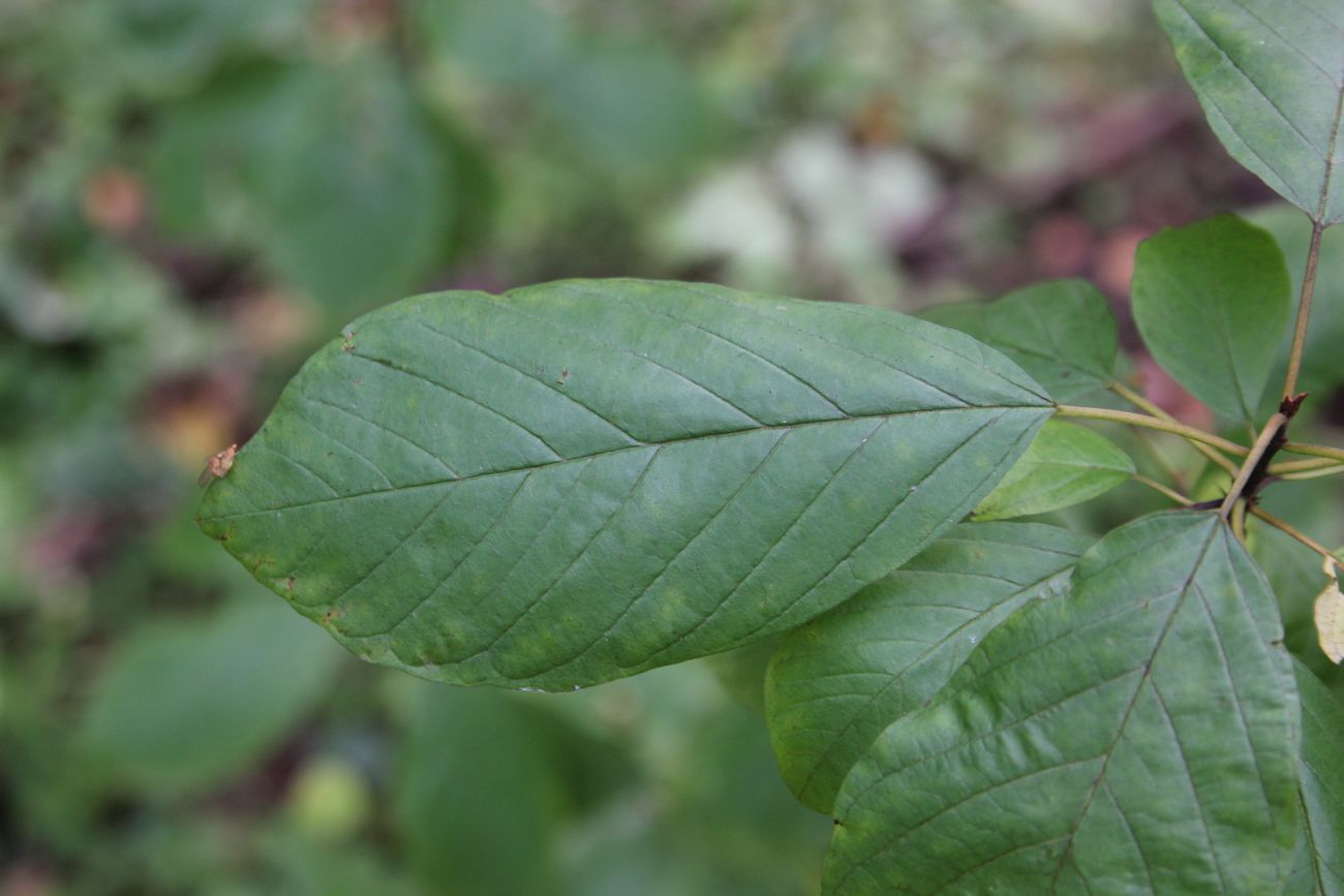 Изображение особи Frangula alnus.